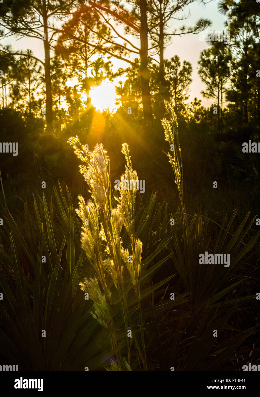 Backlit weeds in Fred C. Babcock/Cecil M. Webb Wildlife Management Area