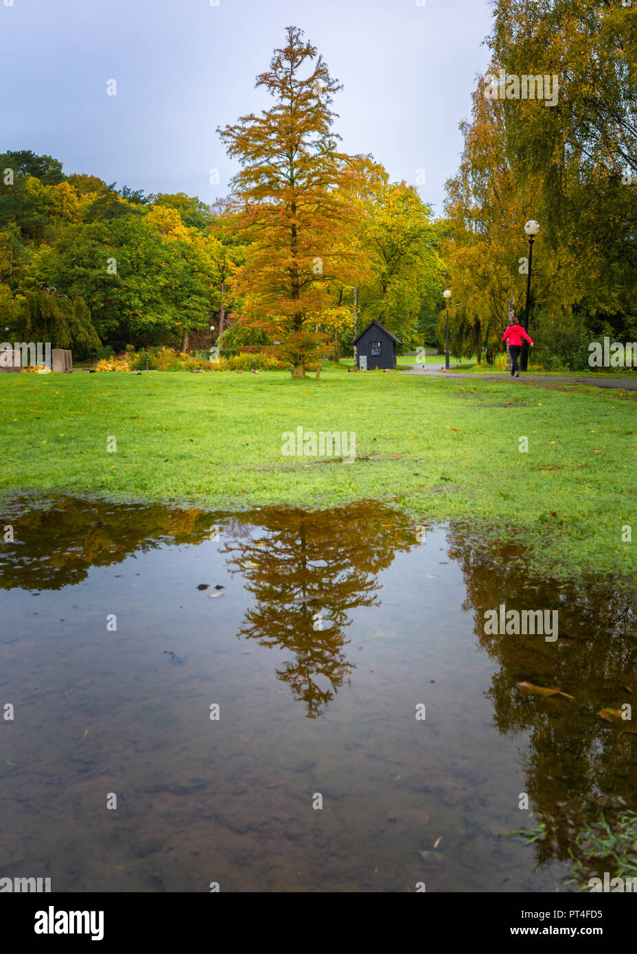Reflection of a tree full of fall colors in slottsskogen,Gothenburg ...