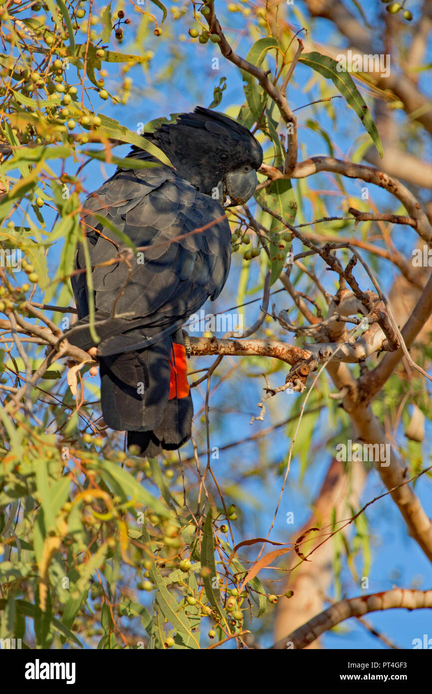 Red tailed black cockatoo feeding in eucalyptus tree in northern Australia Stock Photo