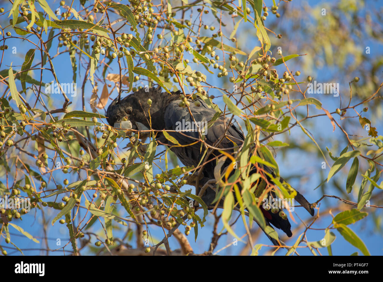 Red tailed black cockatoo feeding in eucalyptus tree in northern Australia Stock Photo