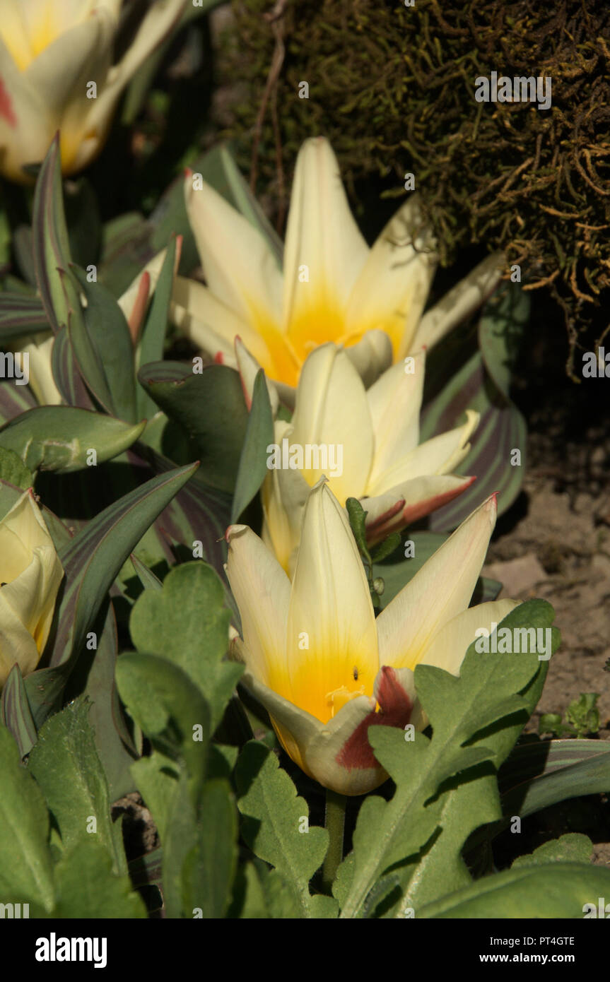Spring bulbs; dwarf tulips in Swiss cottage garden, Walenstadt Stock