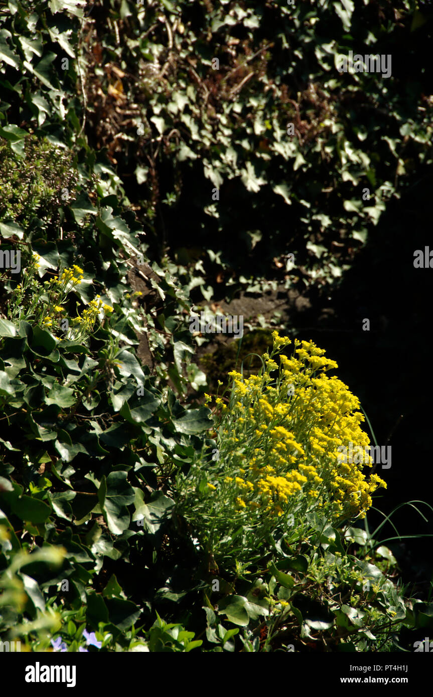 Spring flowers in corner of Swiss cottage garden Stock Photo - Alamy