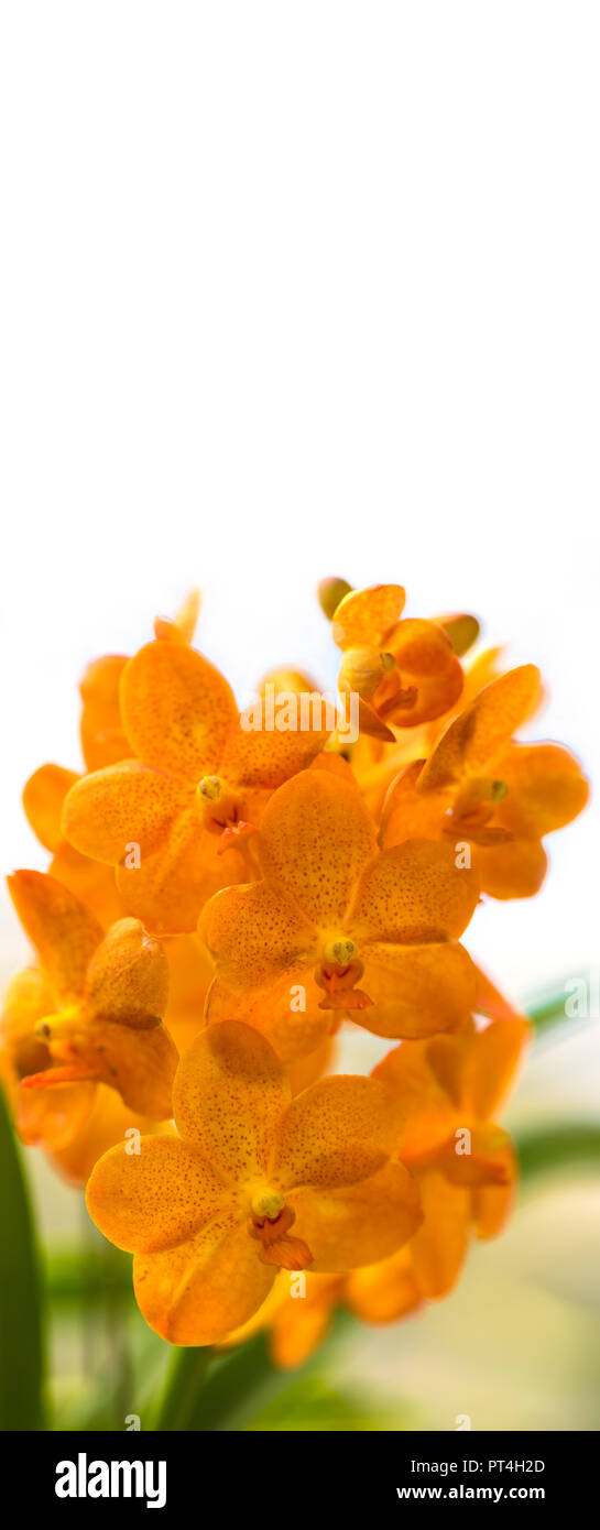 Close-up of orange vanda with white background Stock Photo