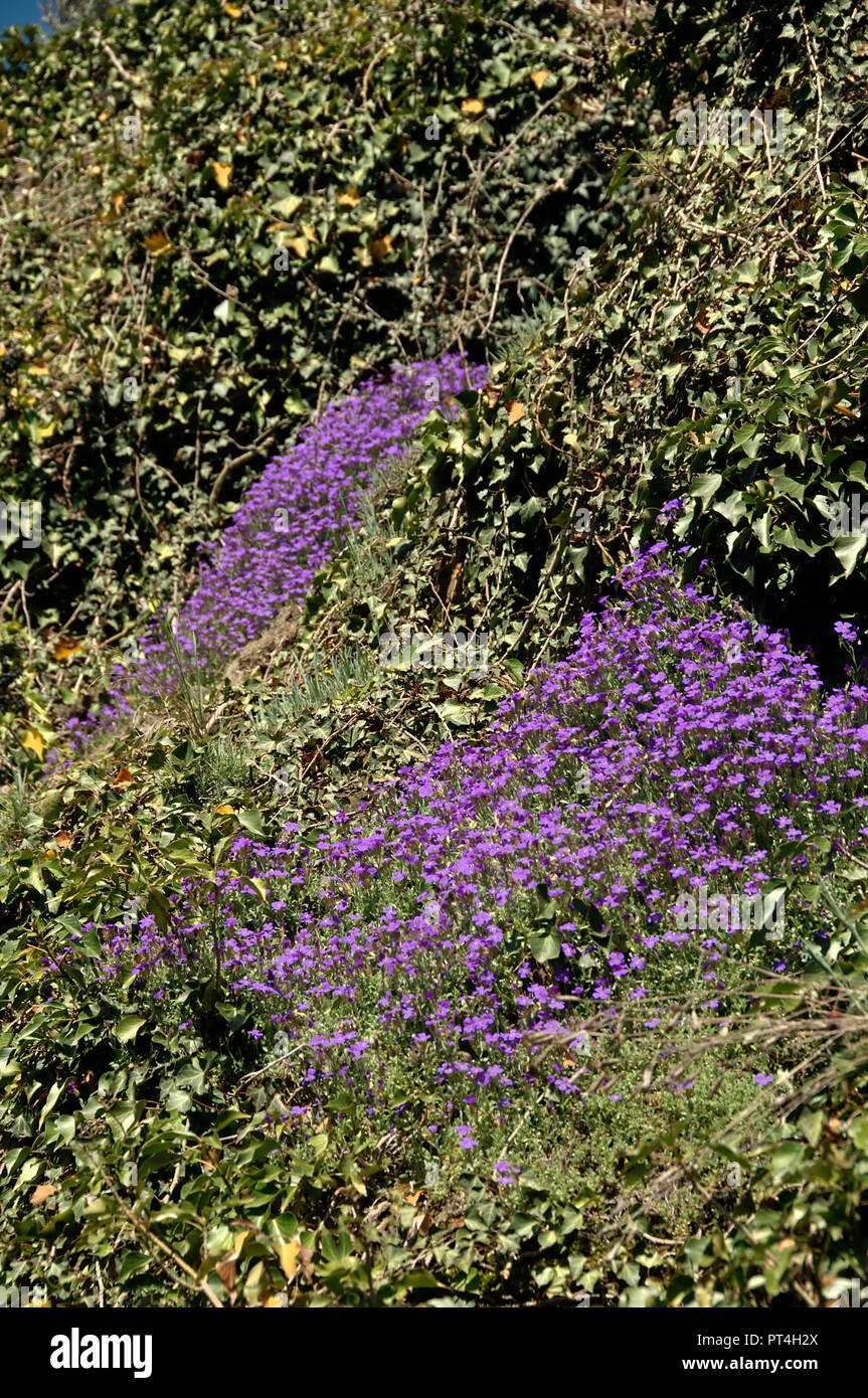 Spring flowers in corner of Swiss cottage garden Stock Photo - Alamy