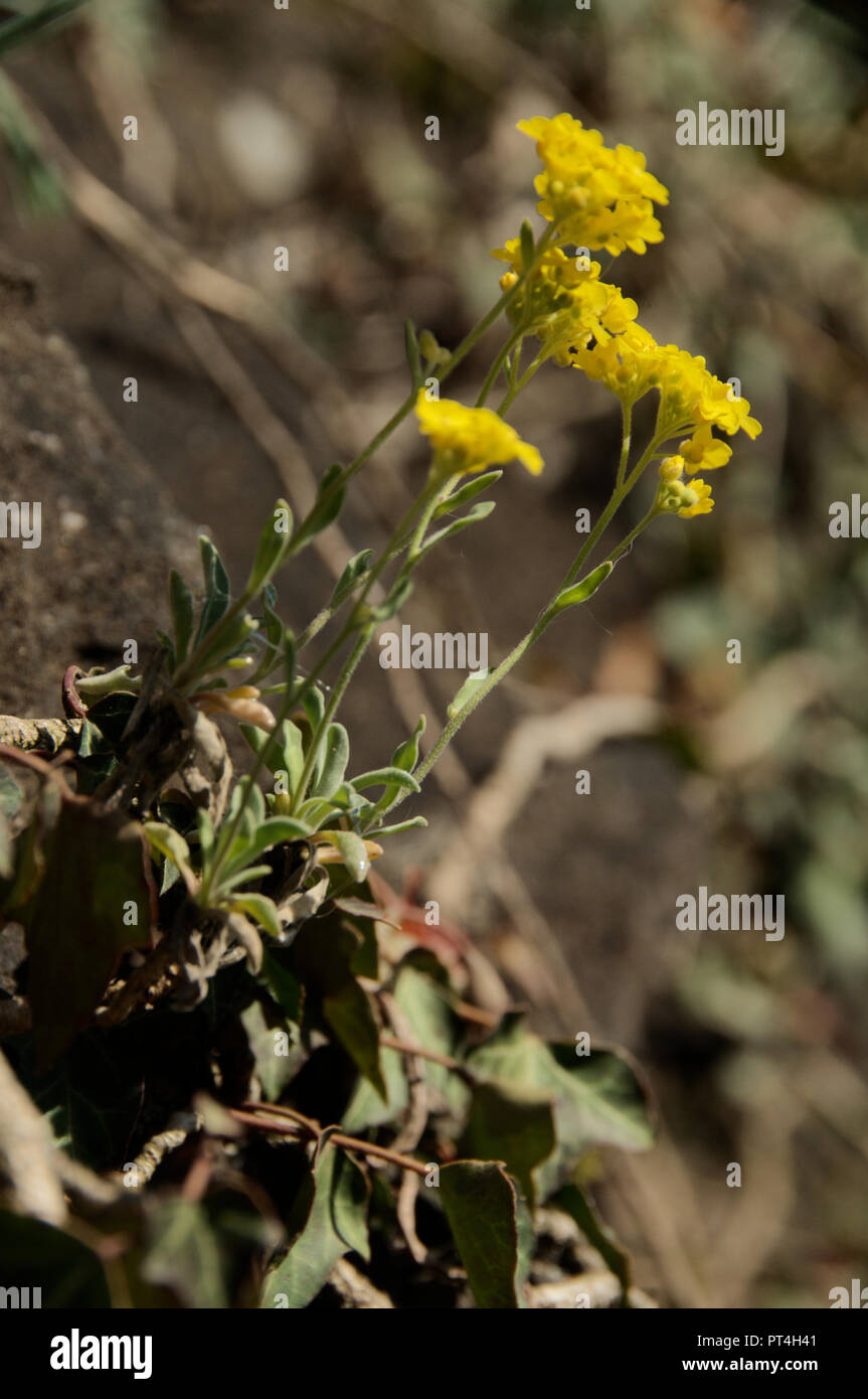 Yellow alyssum hi-res stock photography and images - Alamy