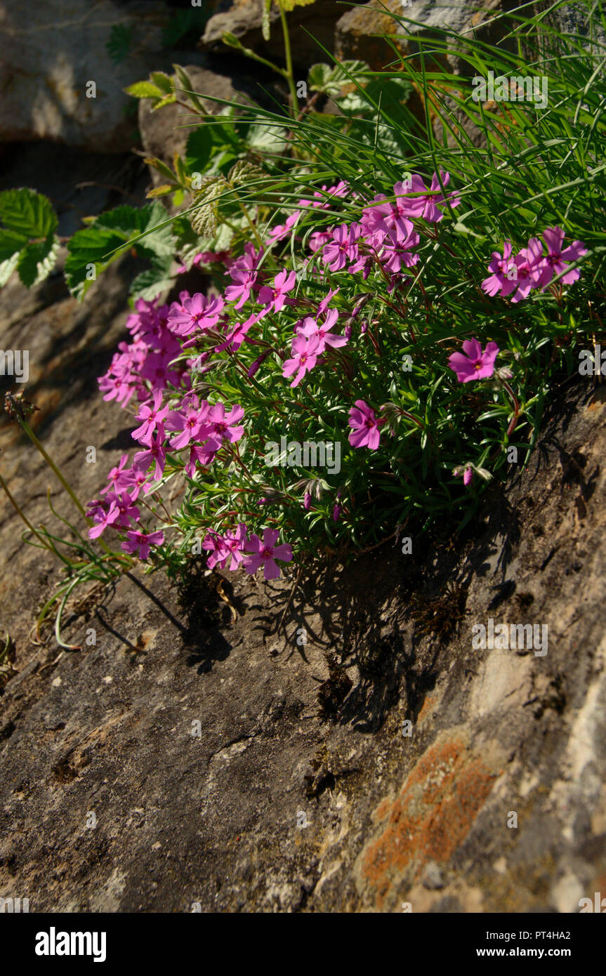 Saponaria Ocymoides Flowers High Resolution Stock Photography and
