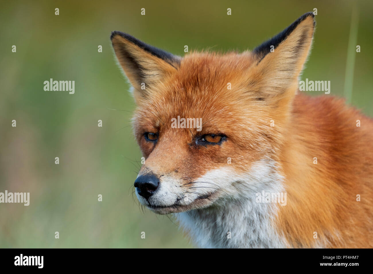 Head of a staring European red fox (Vulpes vulpes) close up Stock Photo