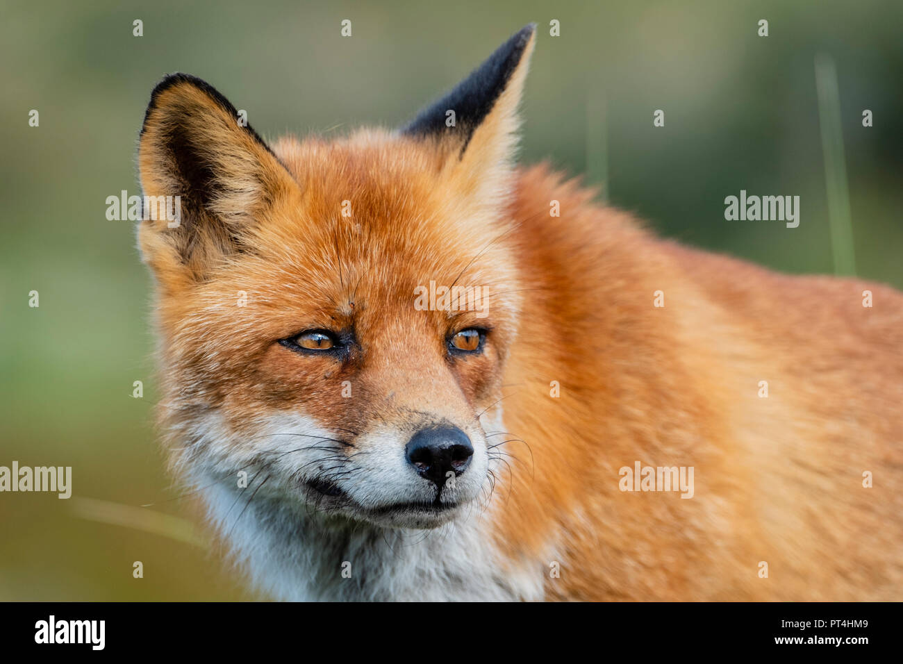 Head of a staring European red fox (Vulpes vulpes) close up Stock Photo