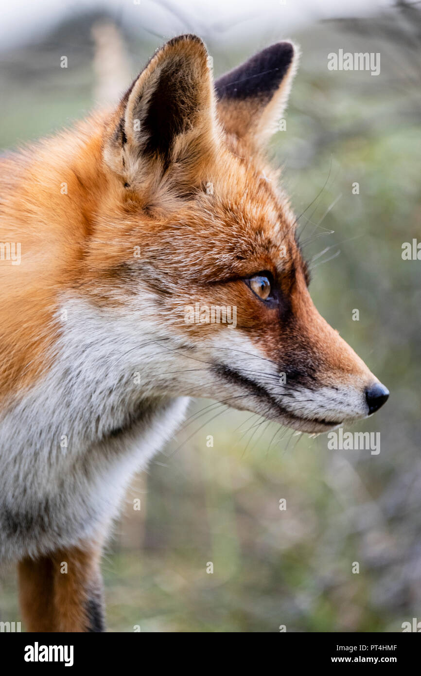 Head of a staring European red fox (Vulpes vulpes) close up Stock Photo