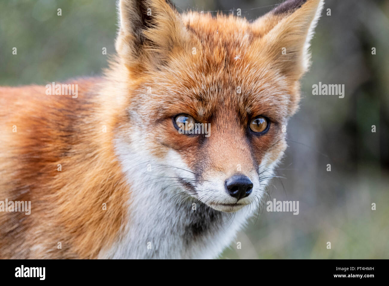 Head of a staring European red fox (Vulpes vulpes) close up Stock Photo