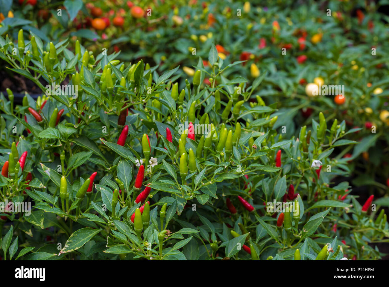 Guinea Pepper Images – Browse 1,492 Stock Photos, Vectors, and Video