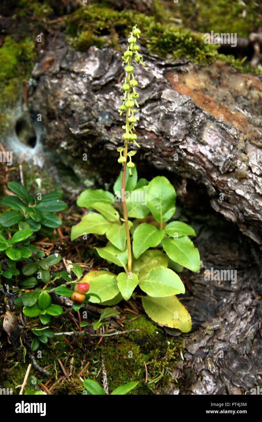 One-sided wintergreen flowering in woods on Flumserberg Stock Photo