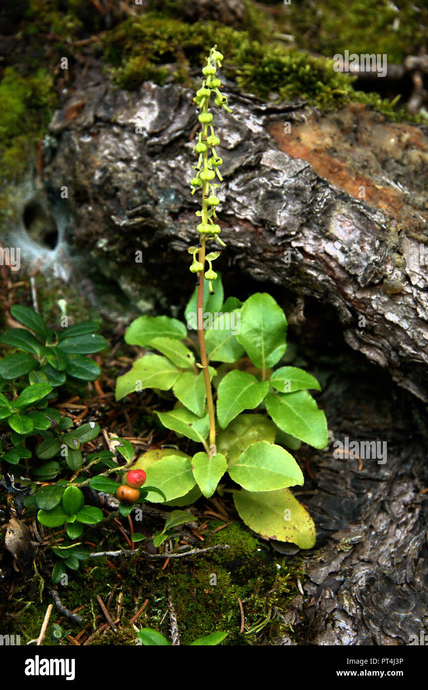 One-sided wintergreen flowering in woods on Flumserberg Stock Photo