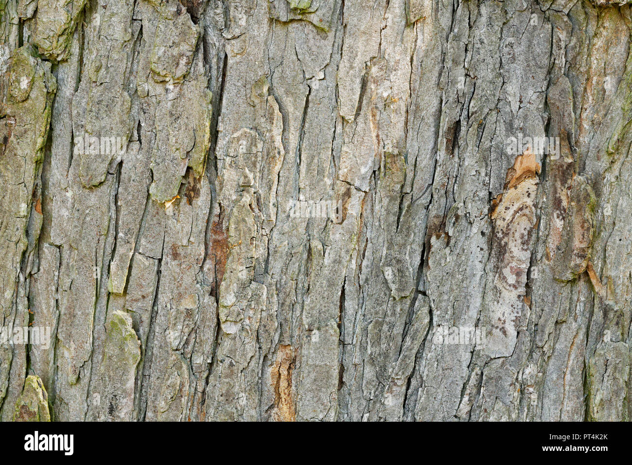 Abstract old wood tree bark texture background Stock Photo - Alamy