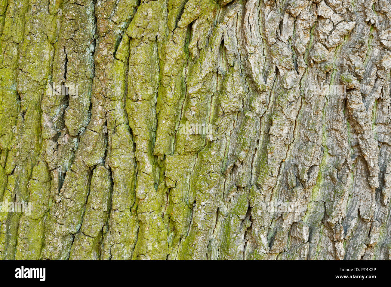 Abstract old wood tree bark texture background Stock Photo - Alamy