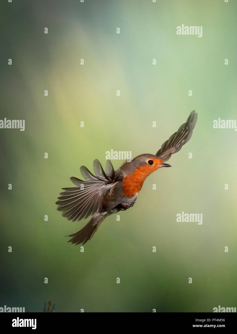Robin frozen in mid flight (revised image) Stock Photo