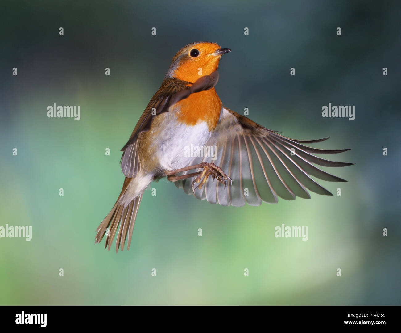 European Robin in flight, (revised image) Stock Photo