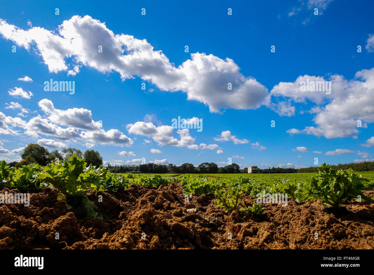 Lettuce Growing in a UK Field Stock Photo Alamy