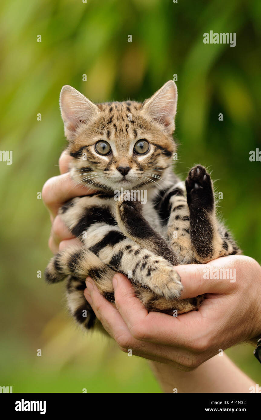 Black-footed cat (Felis nigripes). Hand-raised 6 week old kitten at the Rare Species Conservation Centre, Kent, UK Stock Photo