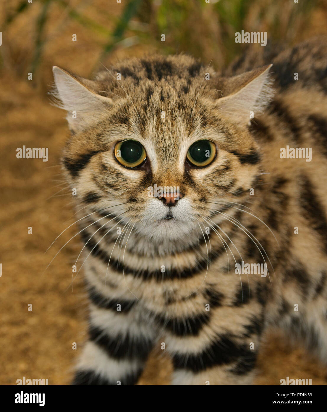 Black footed Cat Felis Nigripes Southern Africa Captive Port Lympne 