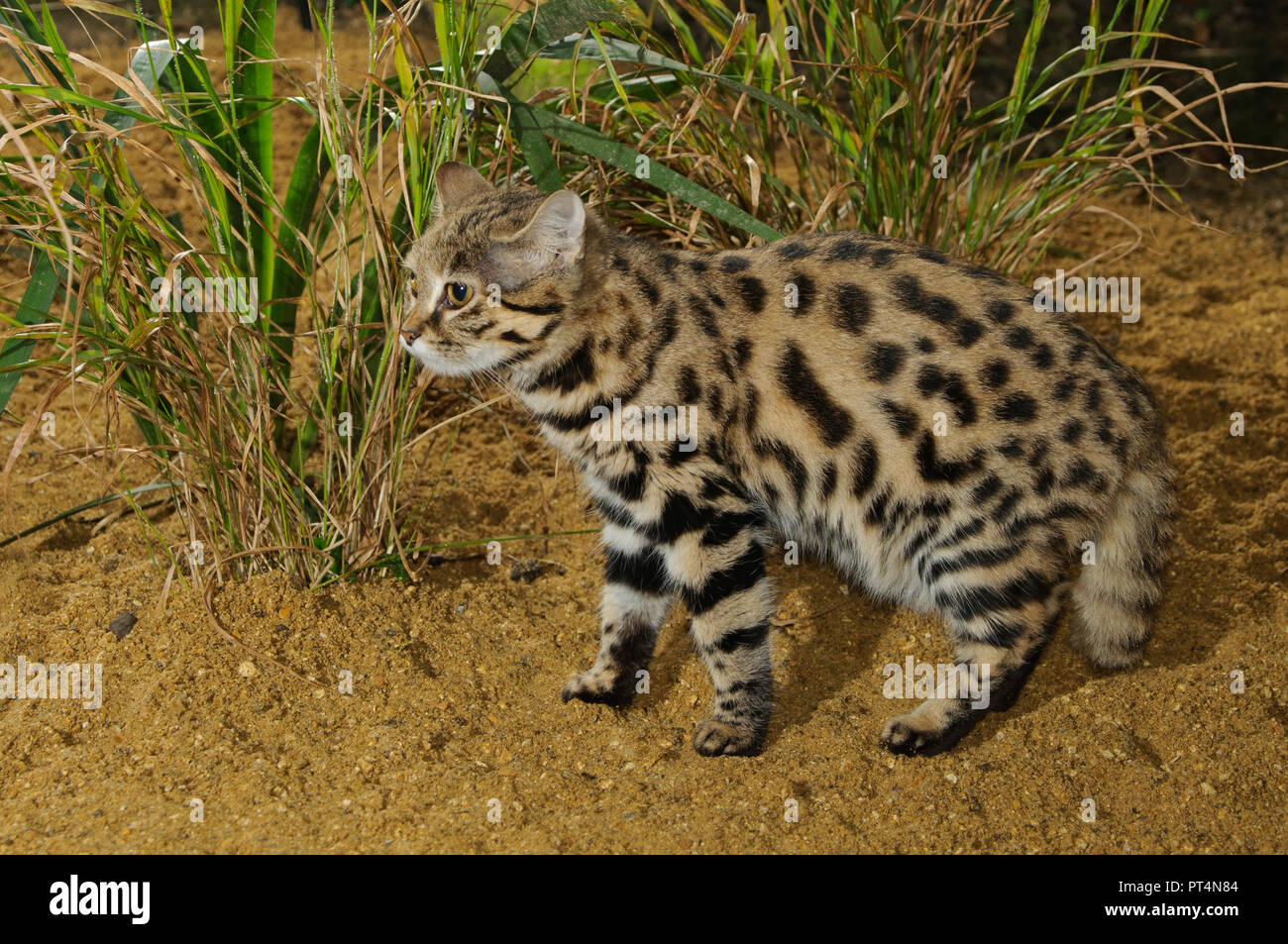 Black-footed cat (Felis nigripes) Southern Africa. Captive, Port Lympne Wild Animal Park, Kent, UK Stock Photo