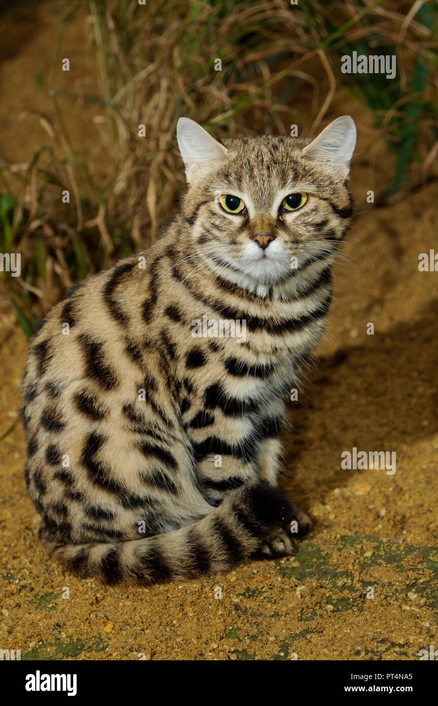 black footed cat pet for sale