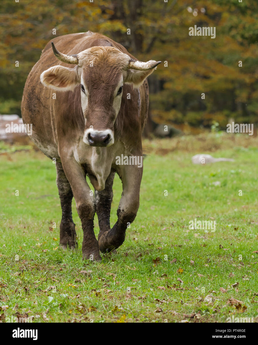 Shorthorn cow walking towards camera in field Stock Photo