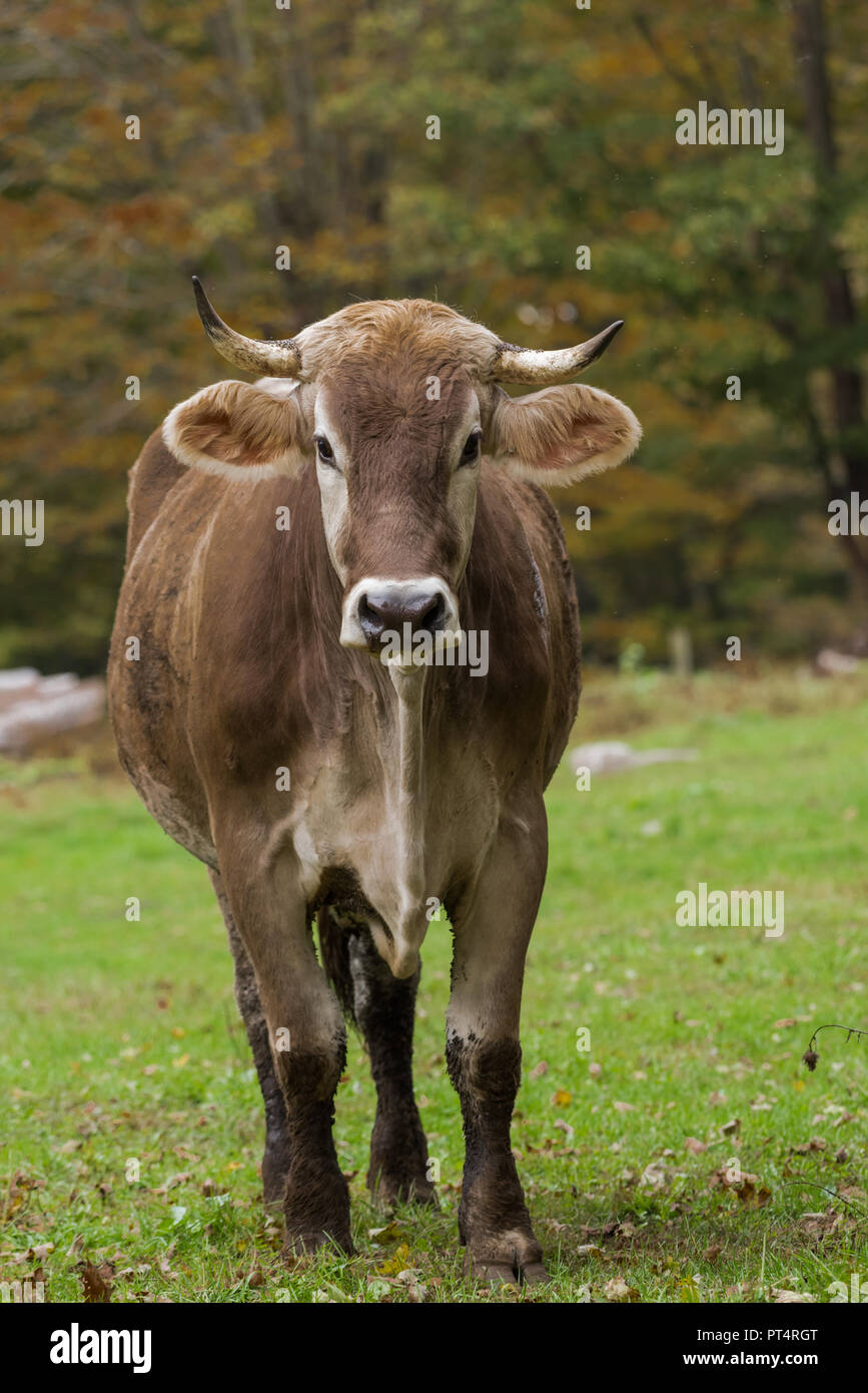 Shorthorn cow walking towards camera in field Stock Photo