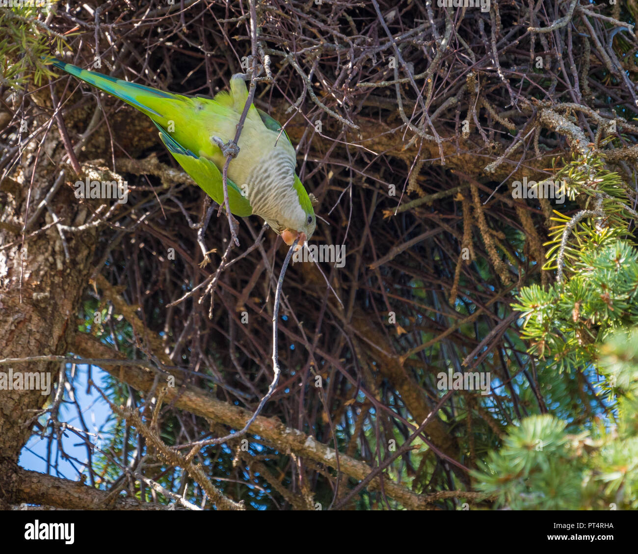 Green parrot building a nest in a pine tree with a stick in its beak, in Connecticut USA Stock Photo