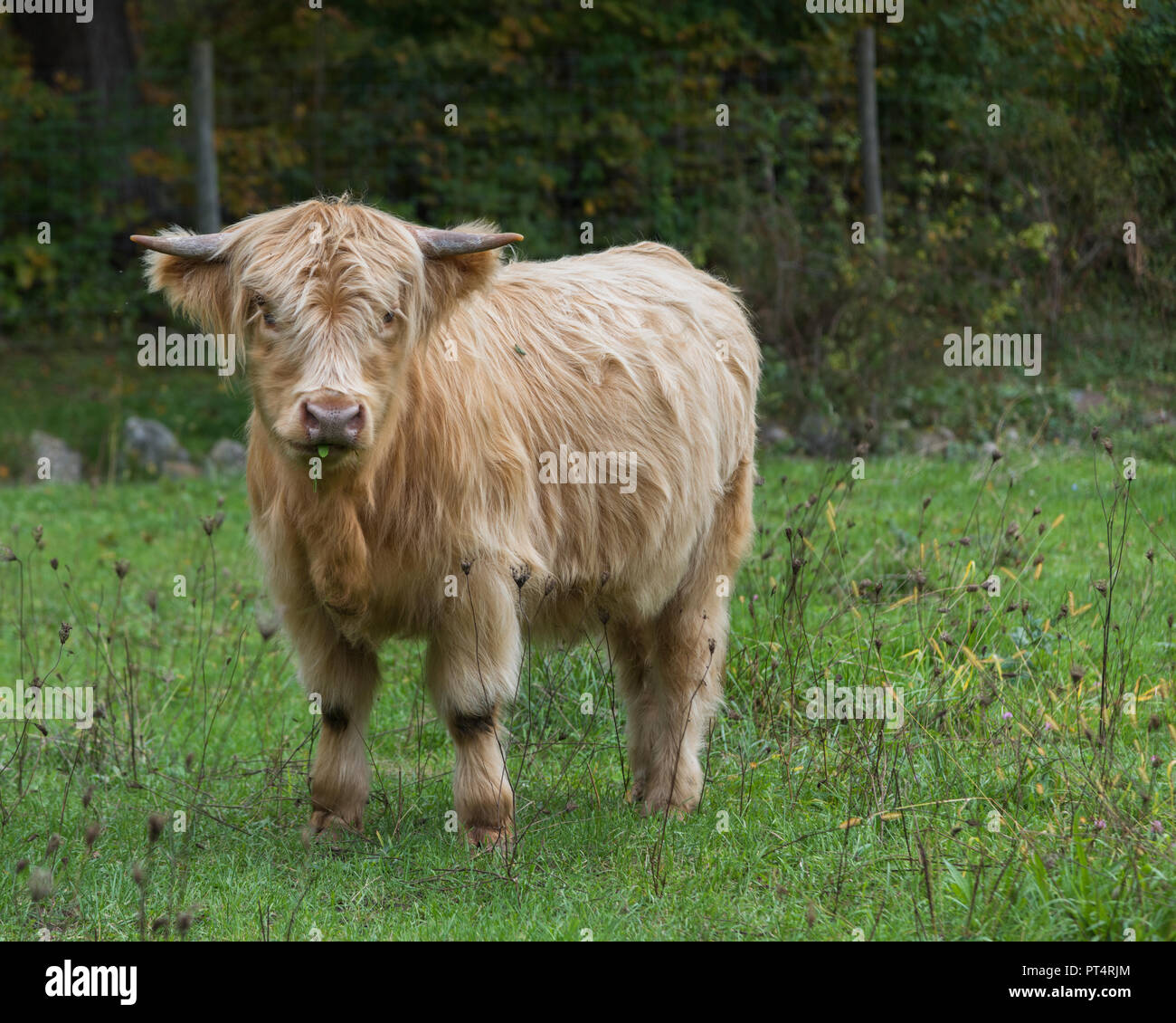 Highland cow heifer standing in grassy field on damp day with grass in mouth Stock Photo