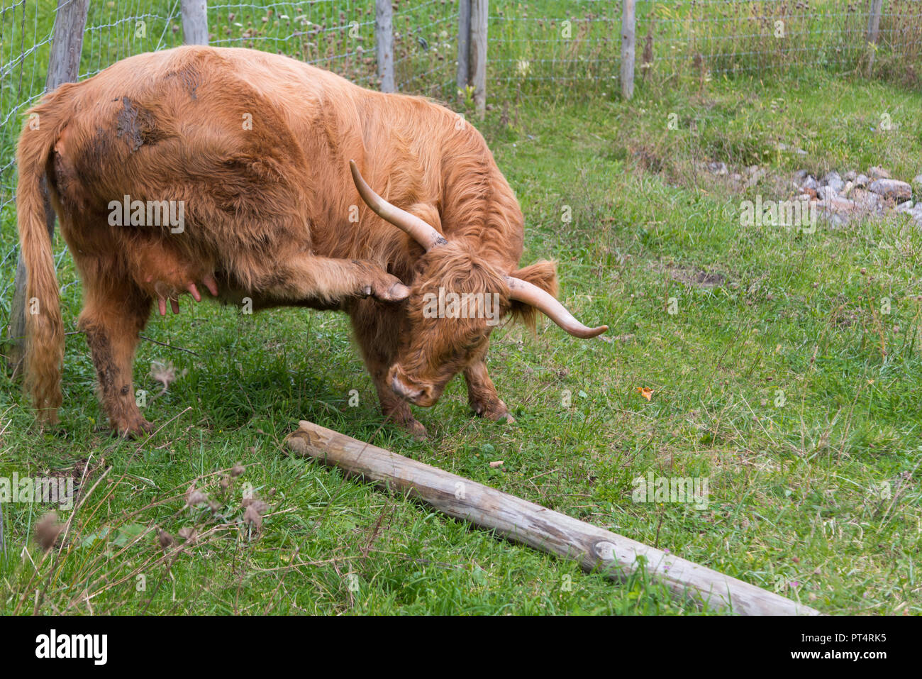 Highland cow scratching herself with back hoof Stock Photo