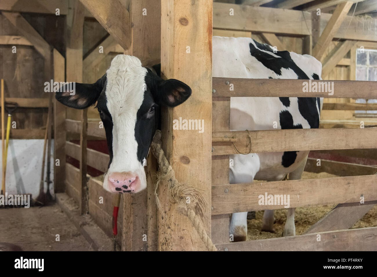 Pedigree black and white cow in wooden stable on traditional organic farm Stock Photo