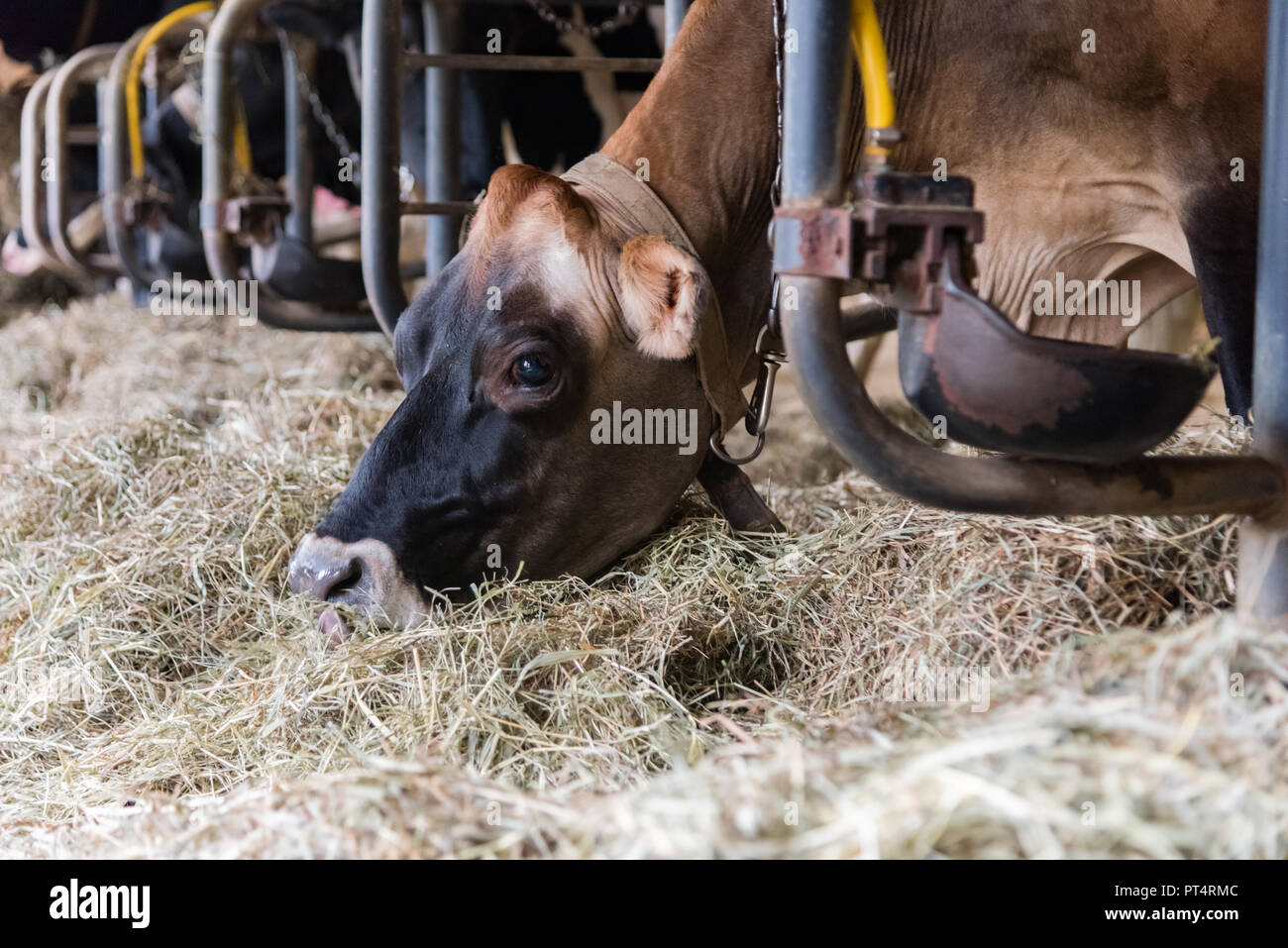 Jersey cow eating hay from ground in barn Stock Photo