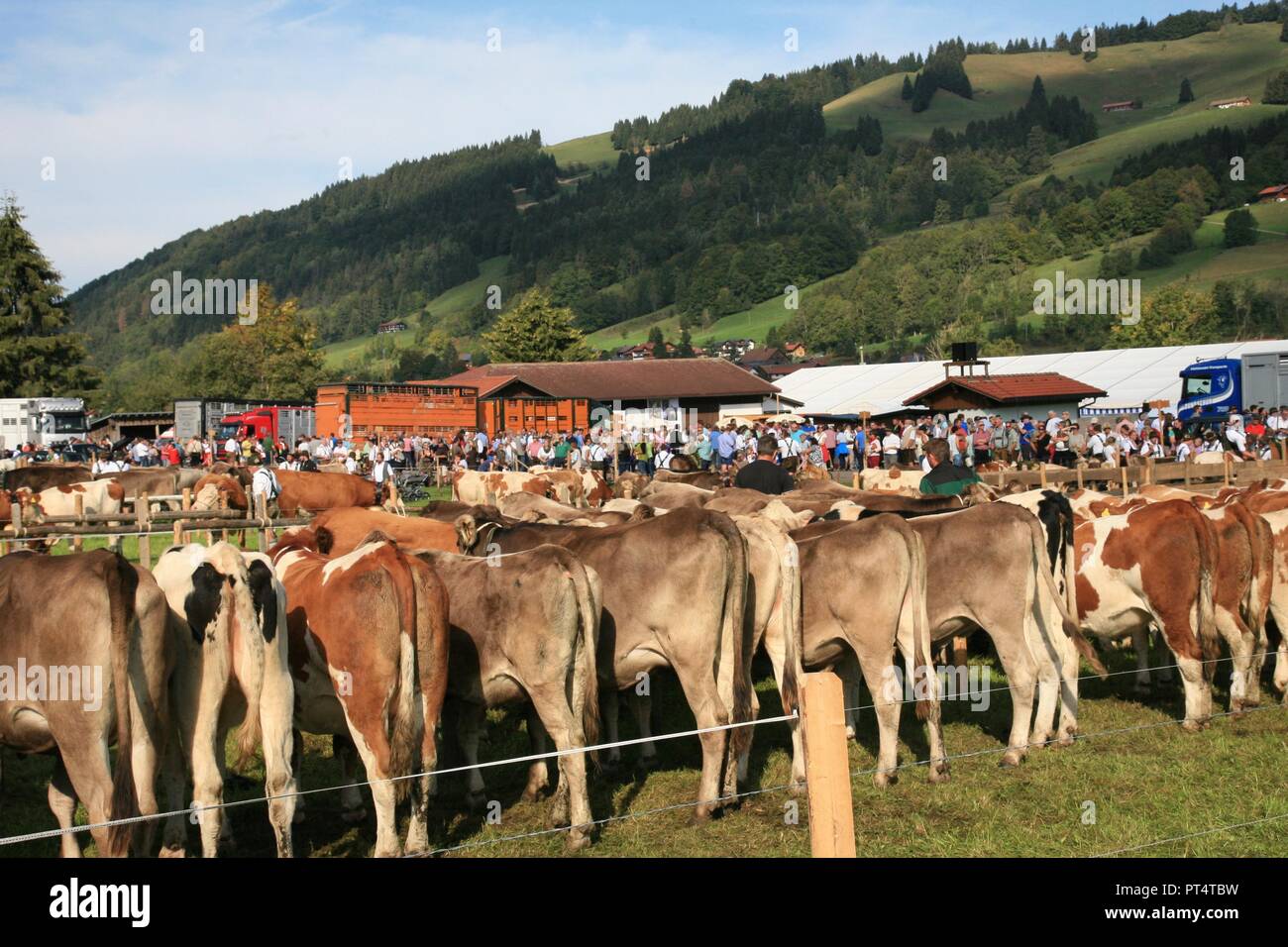 cows lining up for Viehscheide Stock Photo