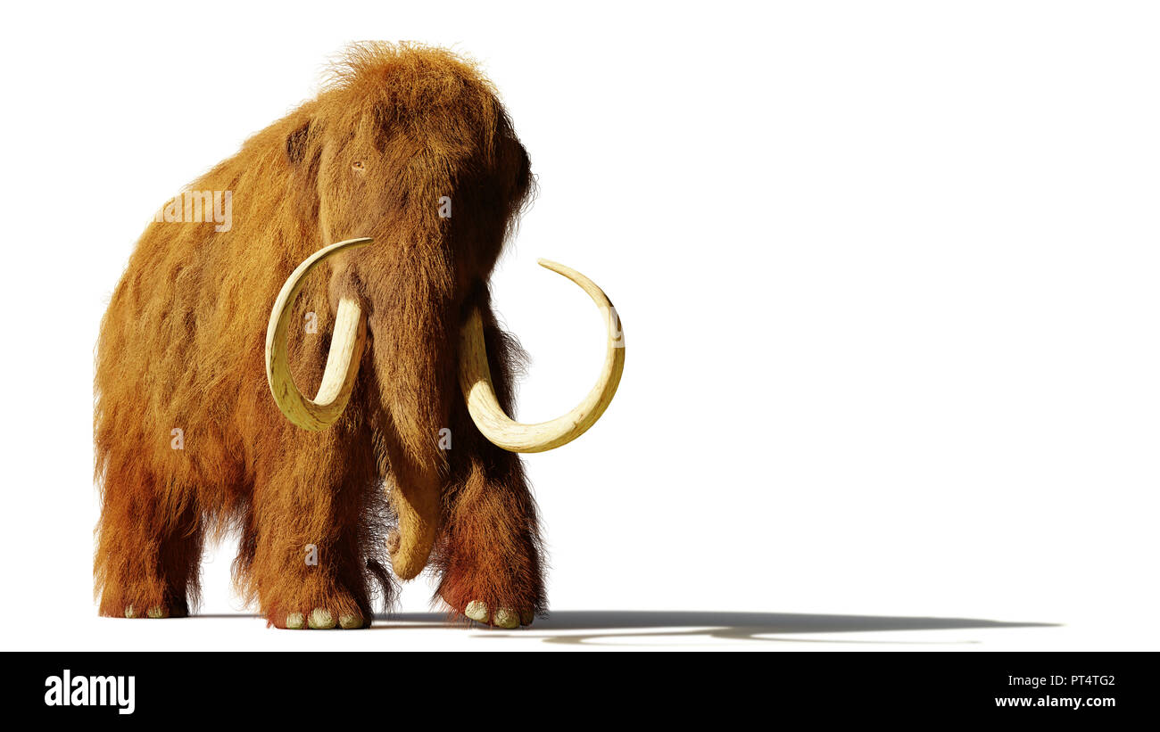 Pleistocene megafauna hires stock photography and images Alamy