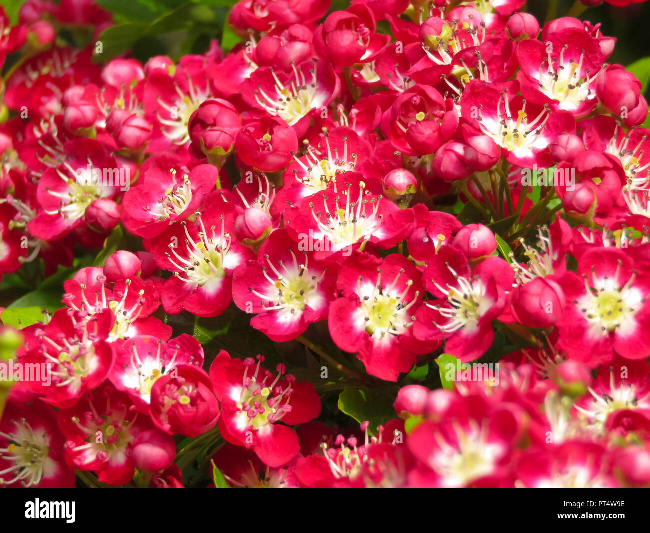 Hawthorn crimson cloud hires stock photography and images Alamy