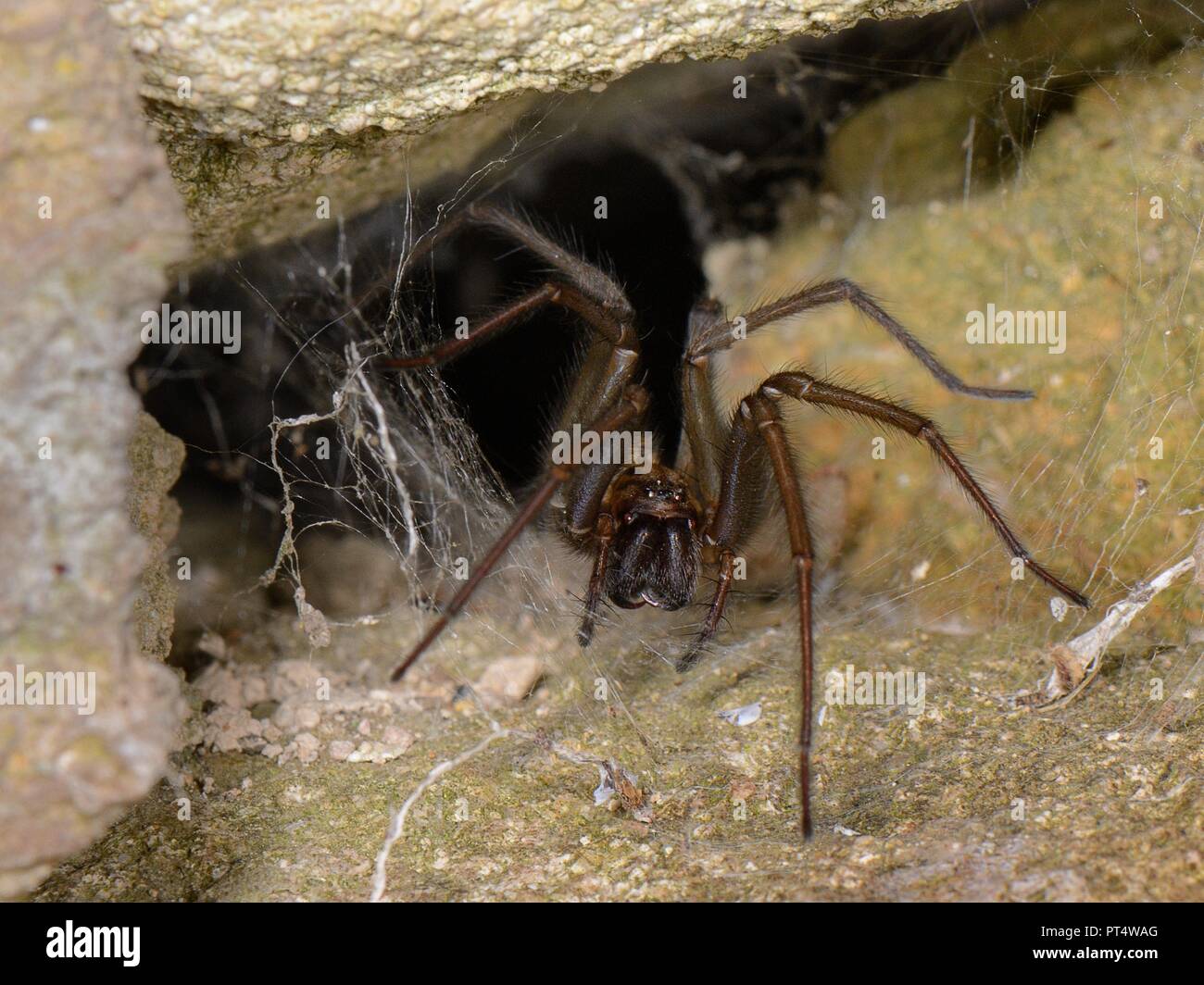 House spider (Tegenaria sp.) at the mouth of her tubular silk retreat in an old stone wall, Wiltshire, UK, October. Stock Photo