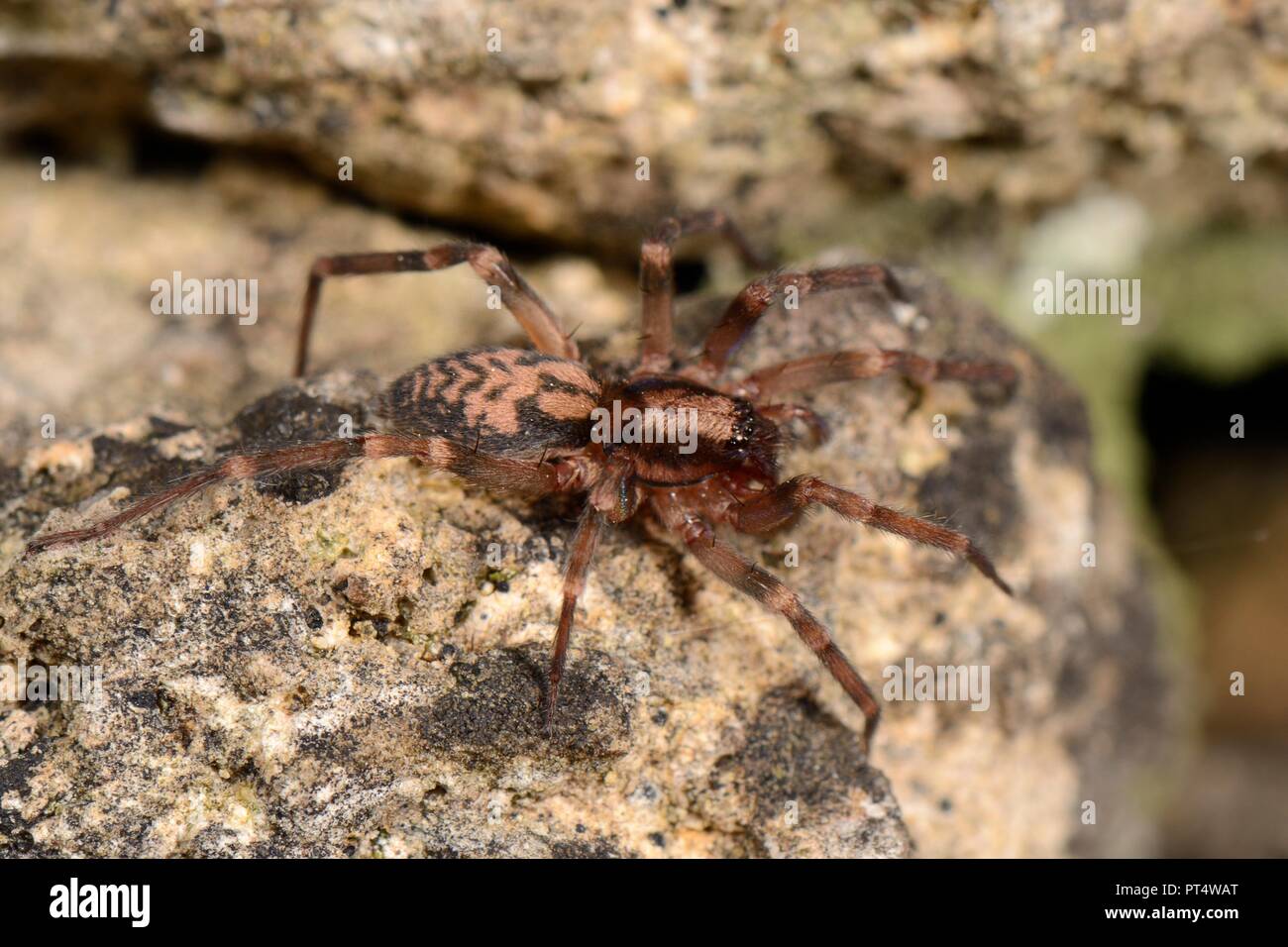 Running foliage spider (Liocranum rupicola), a nationally scarce species in the UK, hunting at night in an old stone wall, Box, Wiltshire, UK, October Stock Photo