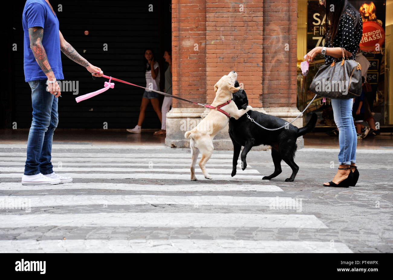 Couple meet walking dogs hires stock photography and images Alamy