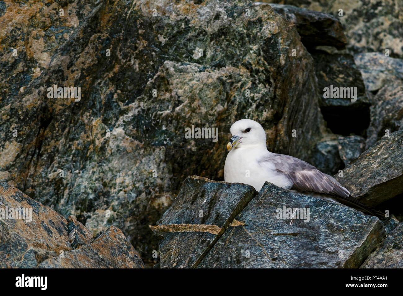 Northern Fulmar - Fulmarus glacialis, beautiful gray and white sea bird from Northern European sea cost. Stock Photo