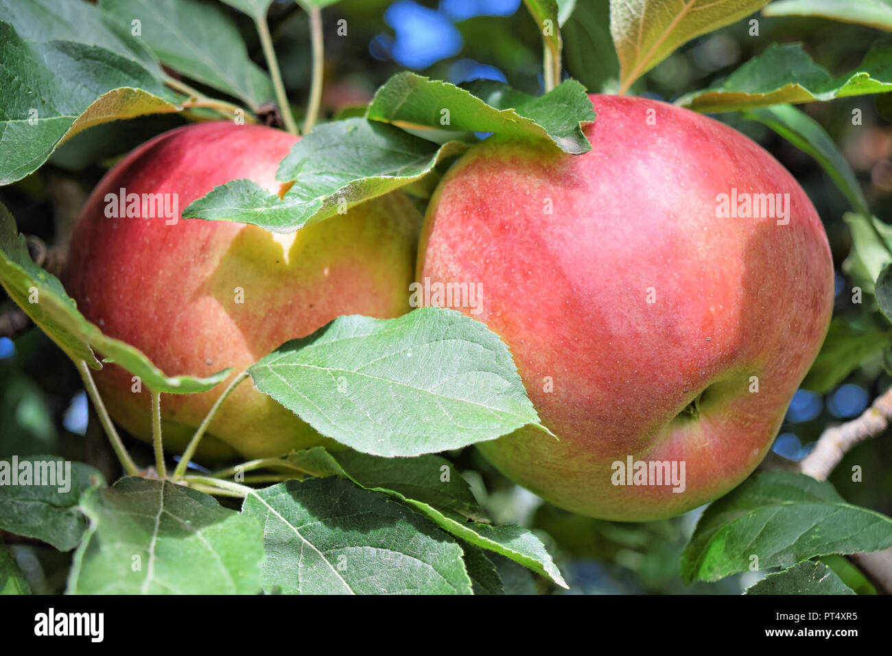Купить Саженцы Яблони Бребурн В Краснодарском Крае