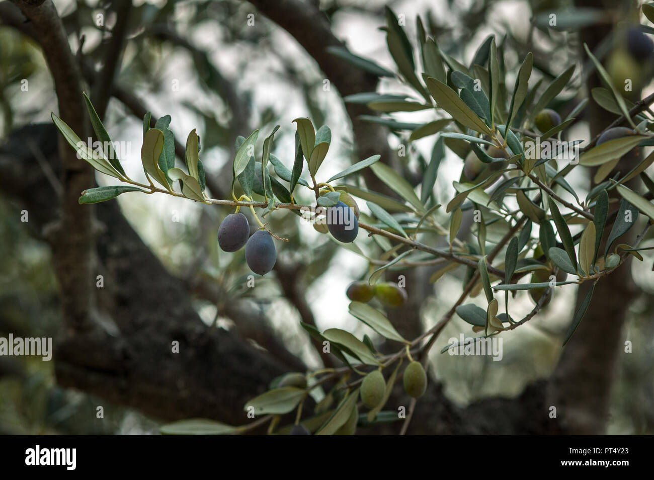 Are Olive Branches Poisonous To Cats at Judy Lowe blog