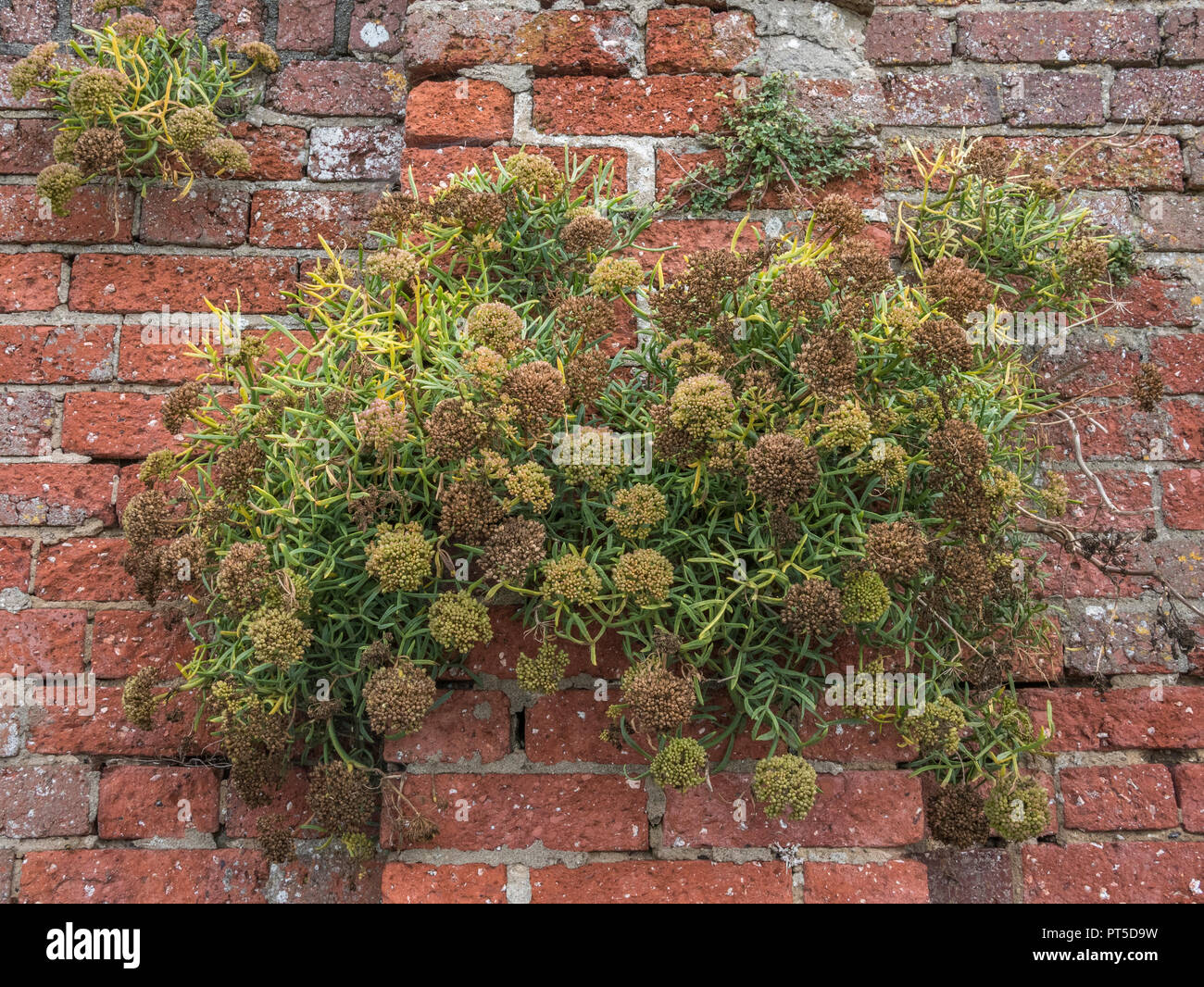 Rock Samphire (Crithmum maritimum) rowing out of a brick wall (Cornwall). Foraged as a wild food and eaten pickled. Stock Photo