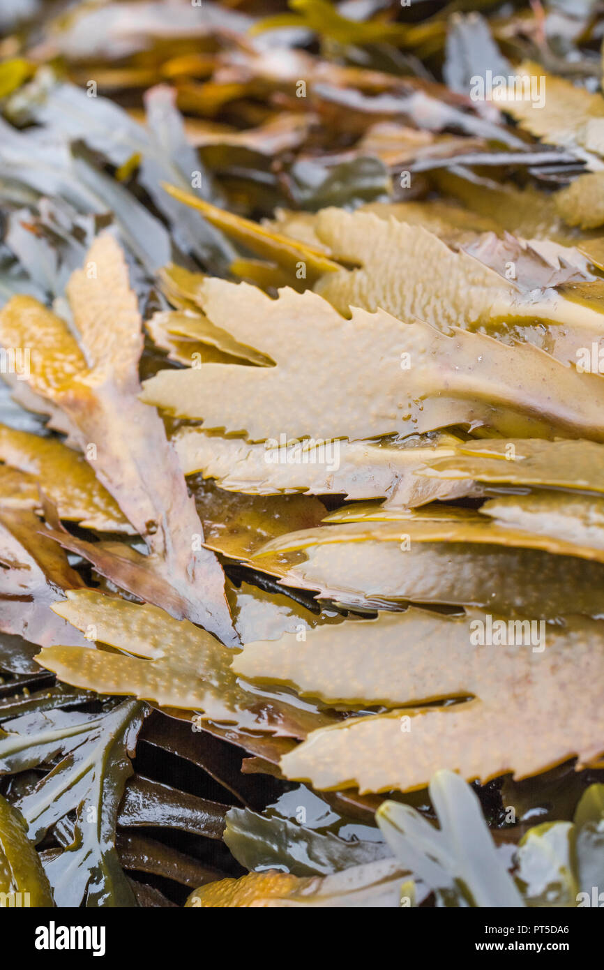 Frons of Serrated Wrack / Fucus serratus. Stock Photo