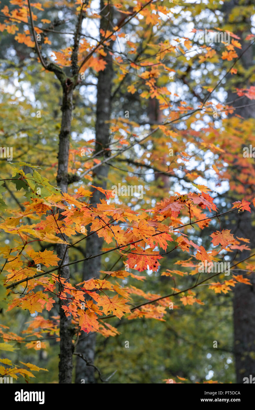 Details of colorful fall foliage Stock Photo