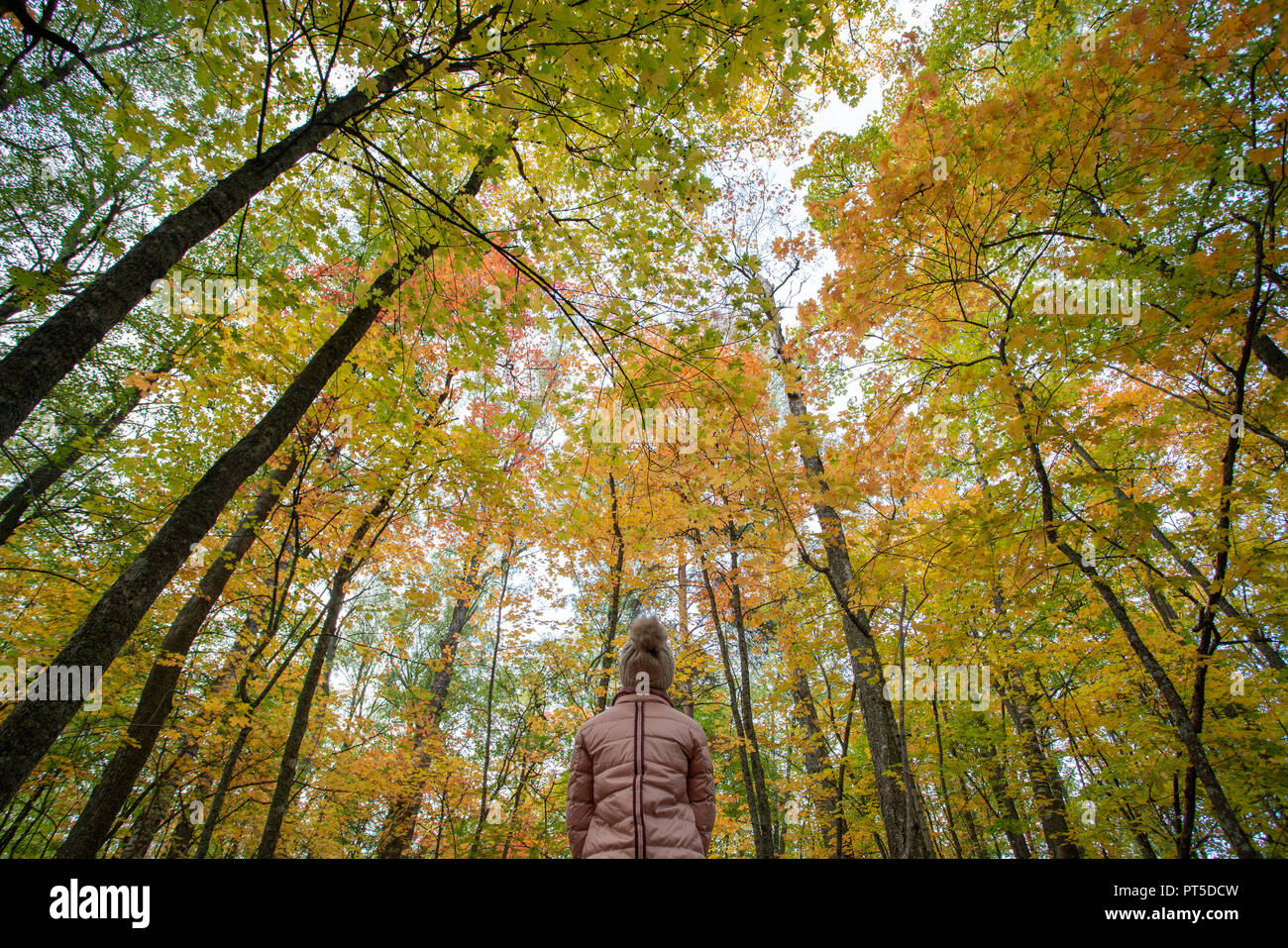 Low angle view of a girl looking up on colorful trees during fall foliage Stock Photo