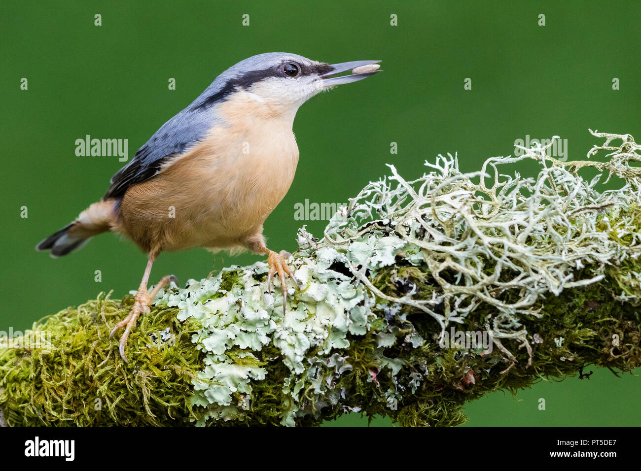 European nuthatch foraging in autumn in mid Wales Stock Photo
