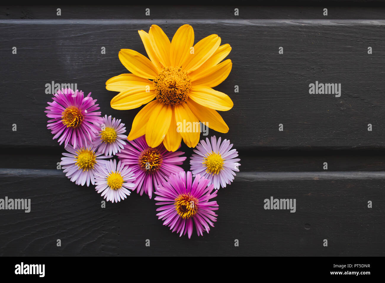 Background of flowers on the table. Multicolored flowers Stock Photo