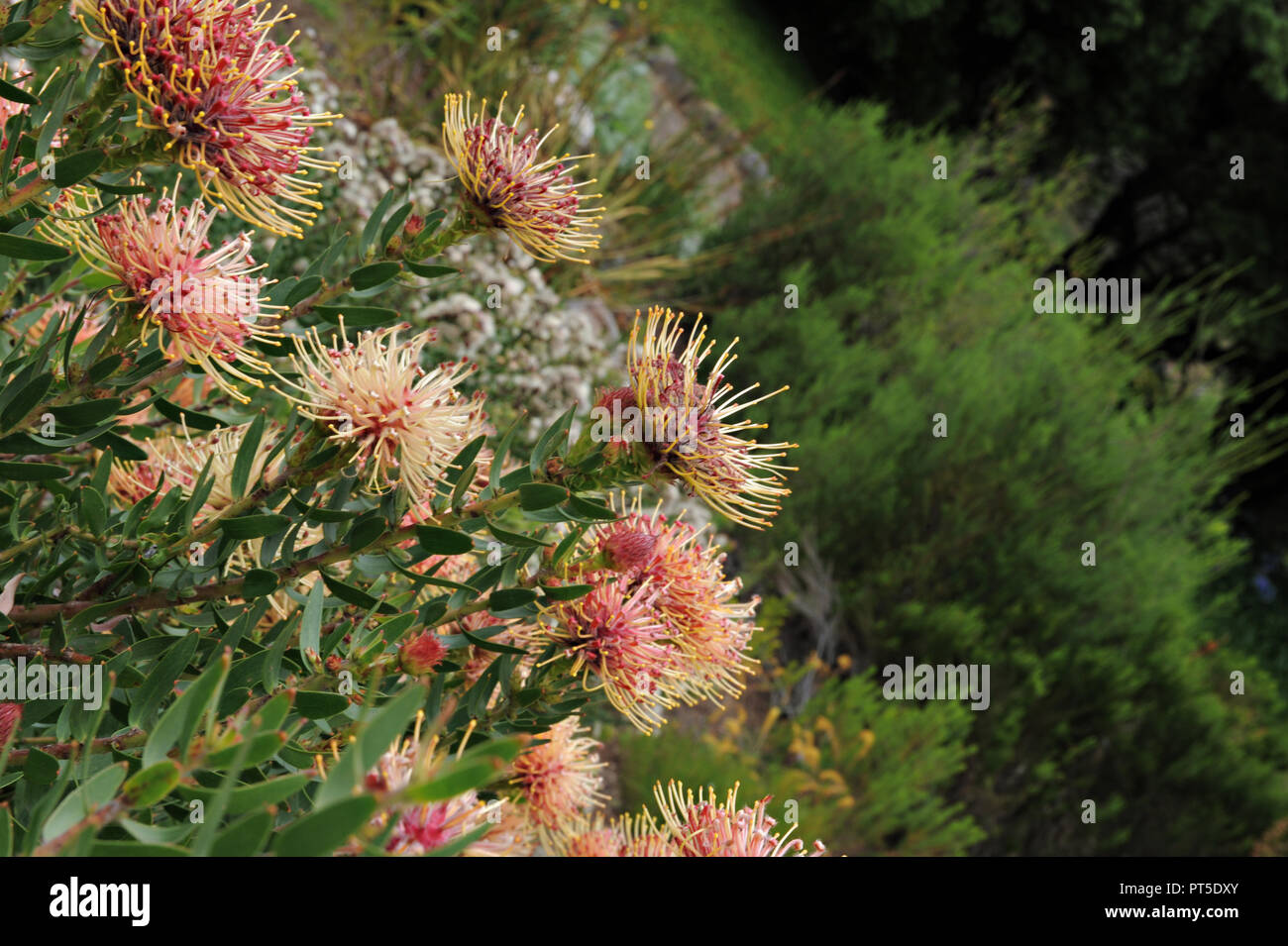 Tropical plants at the Kirstenbosch National Botanical Gardens in Cape Town, South Africa Stock