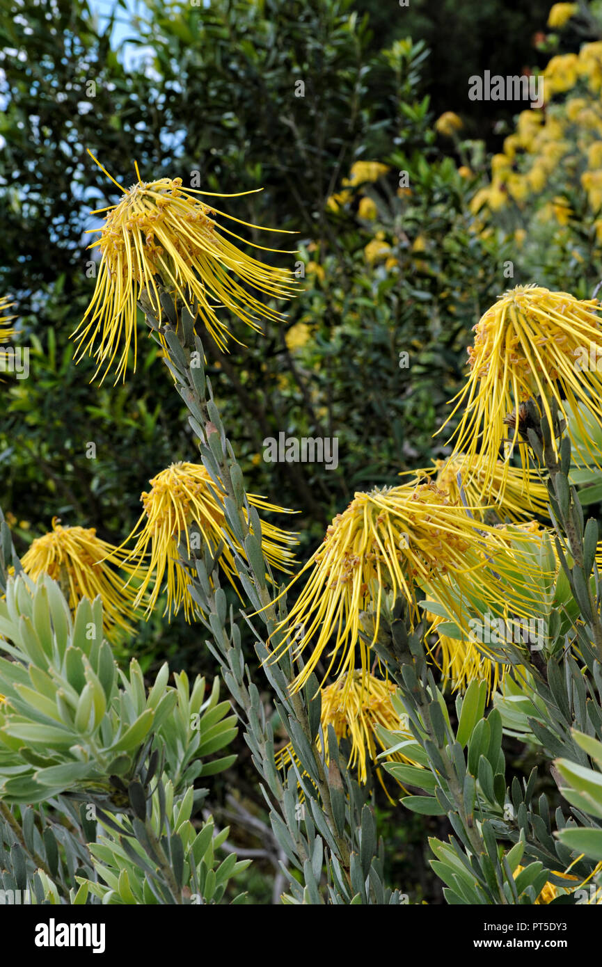 Tropical plants at the Kirstenbosch National Botanical Gardens in Cape Town, South Africa Stock